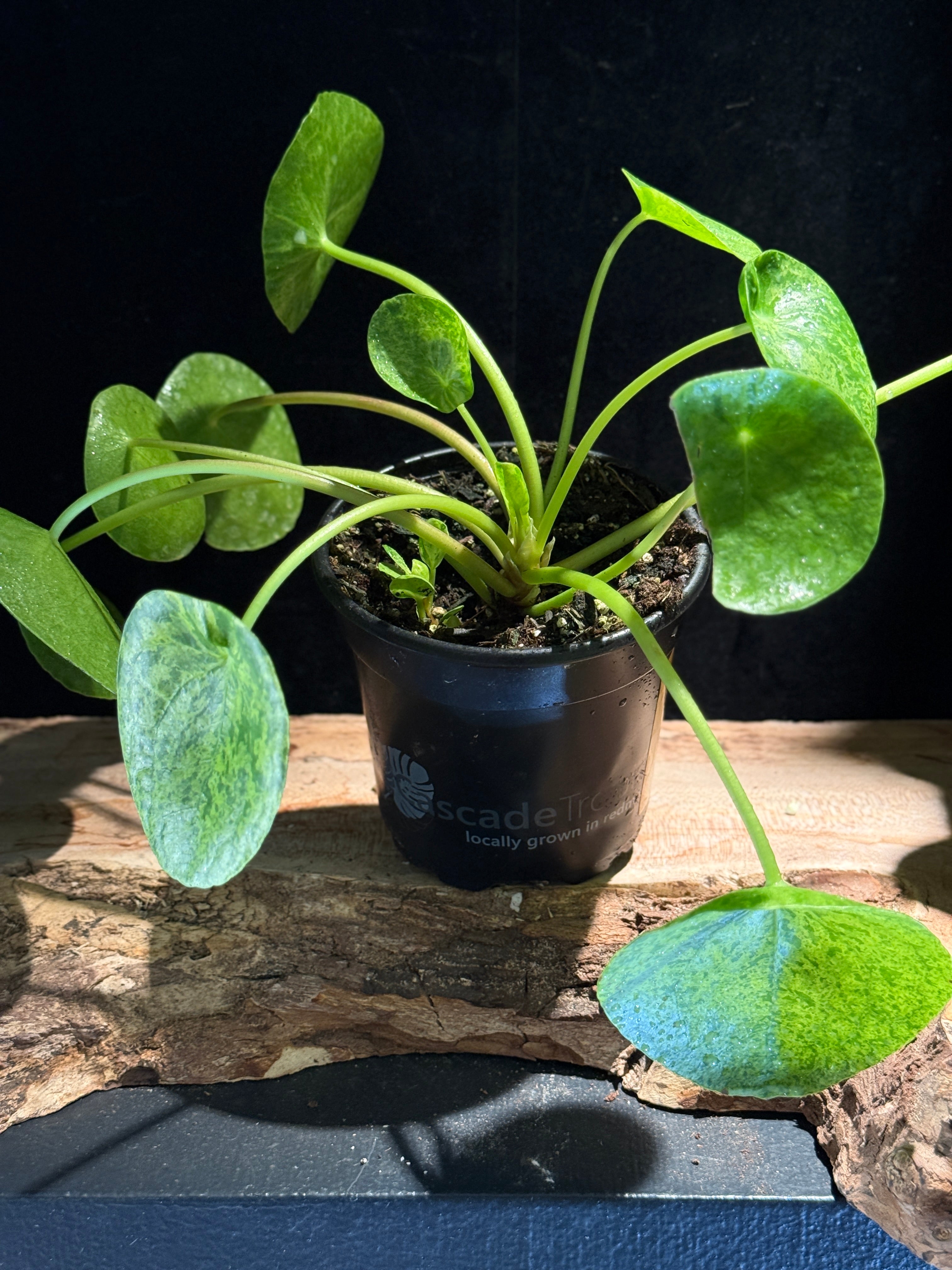 Pilea peperomiodes ‘Mojito’