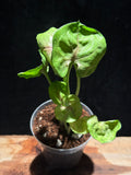 Syngonium ‘Roxana’
