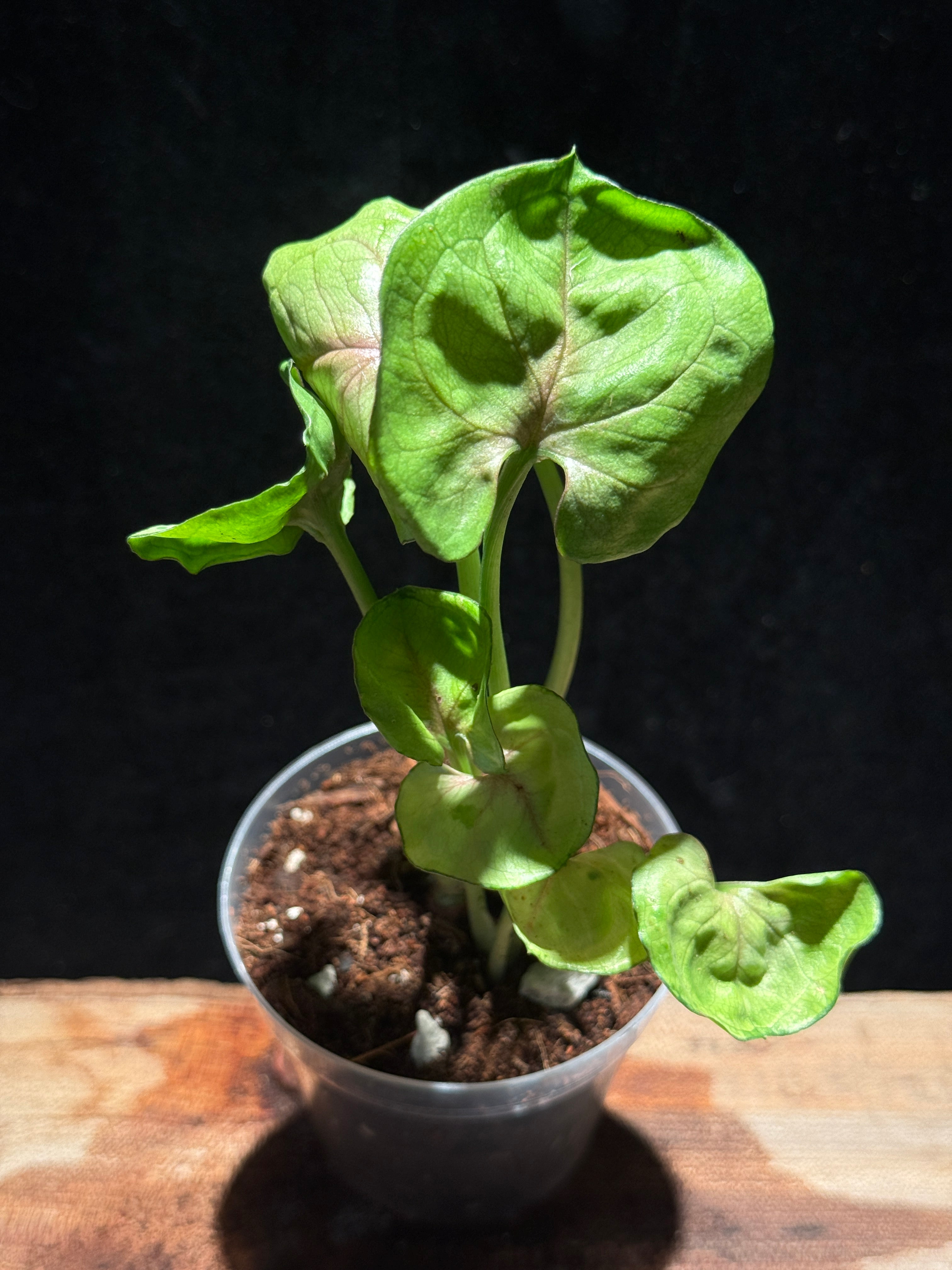 Syngonium ‘Roxana’