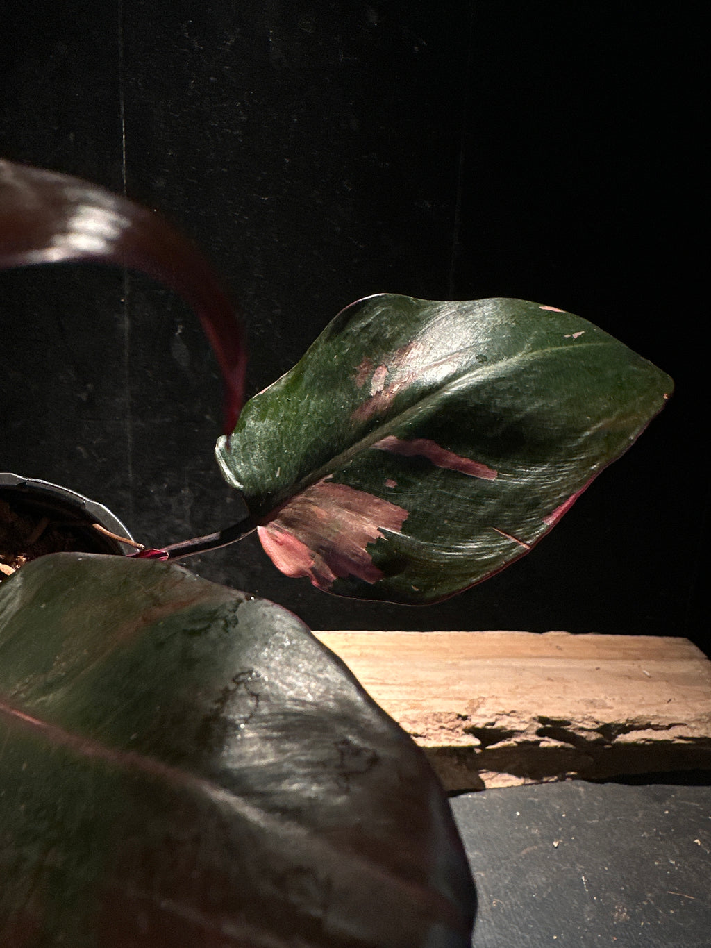 Philodendron ‘Thai Pink Sunrise’