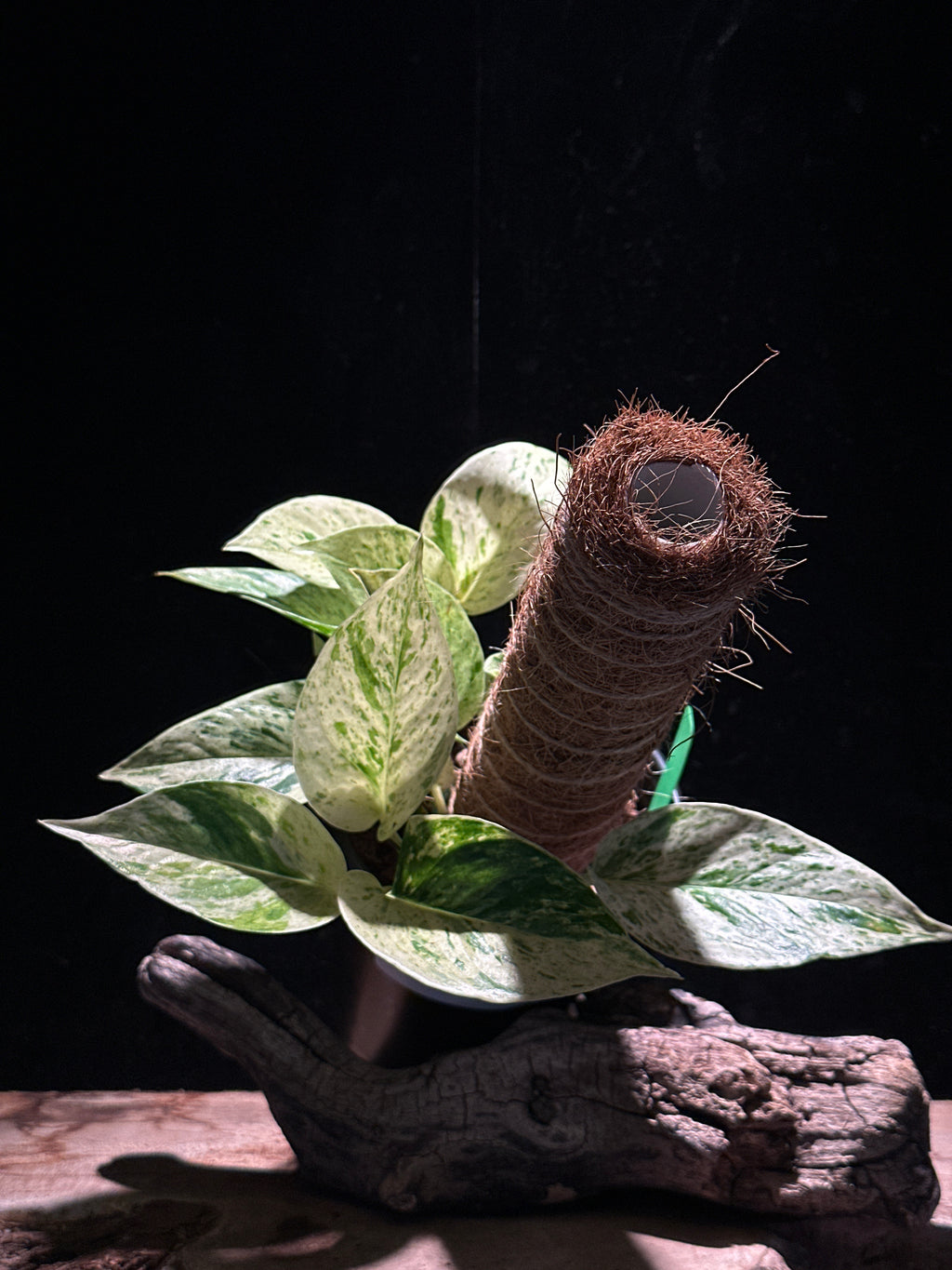 Epipremnum aureum 'Snow Queen’