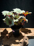 Begonia laccadive | Rare Collector Begonia