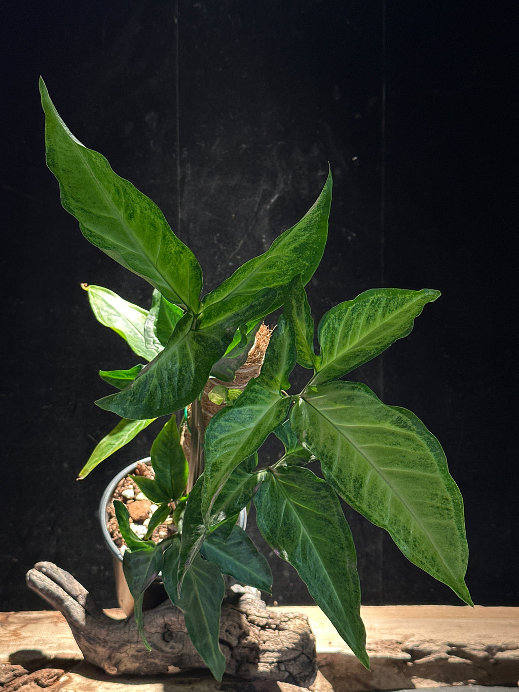Syngonium angustatum