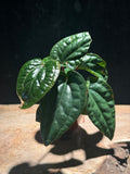 Anthurium luxurians Hybrid