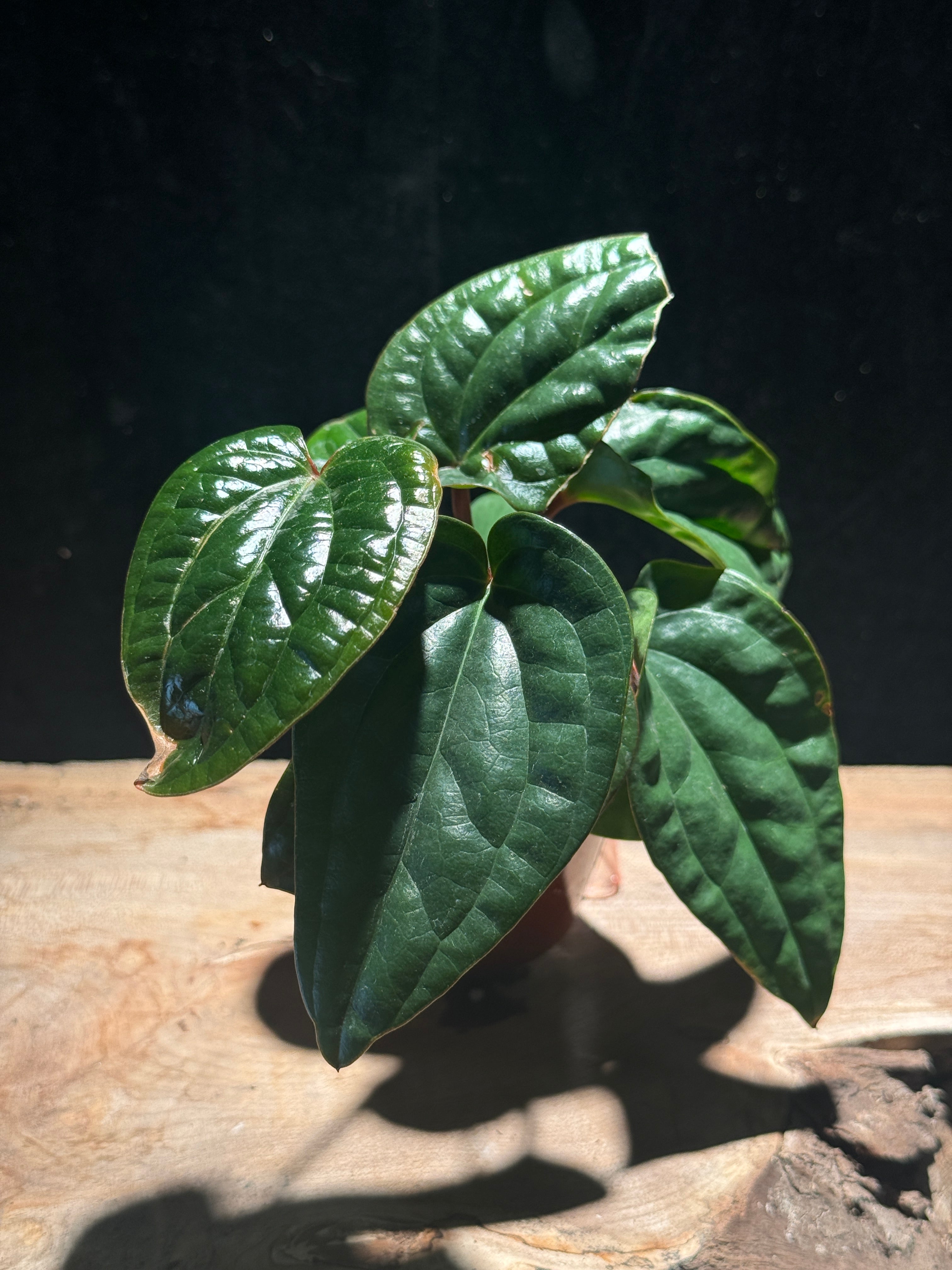 Anthurium luxurians Hybrid