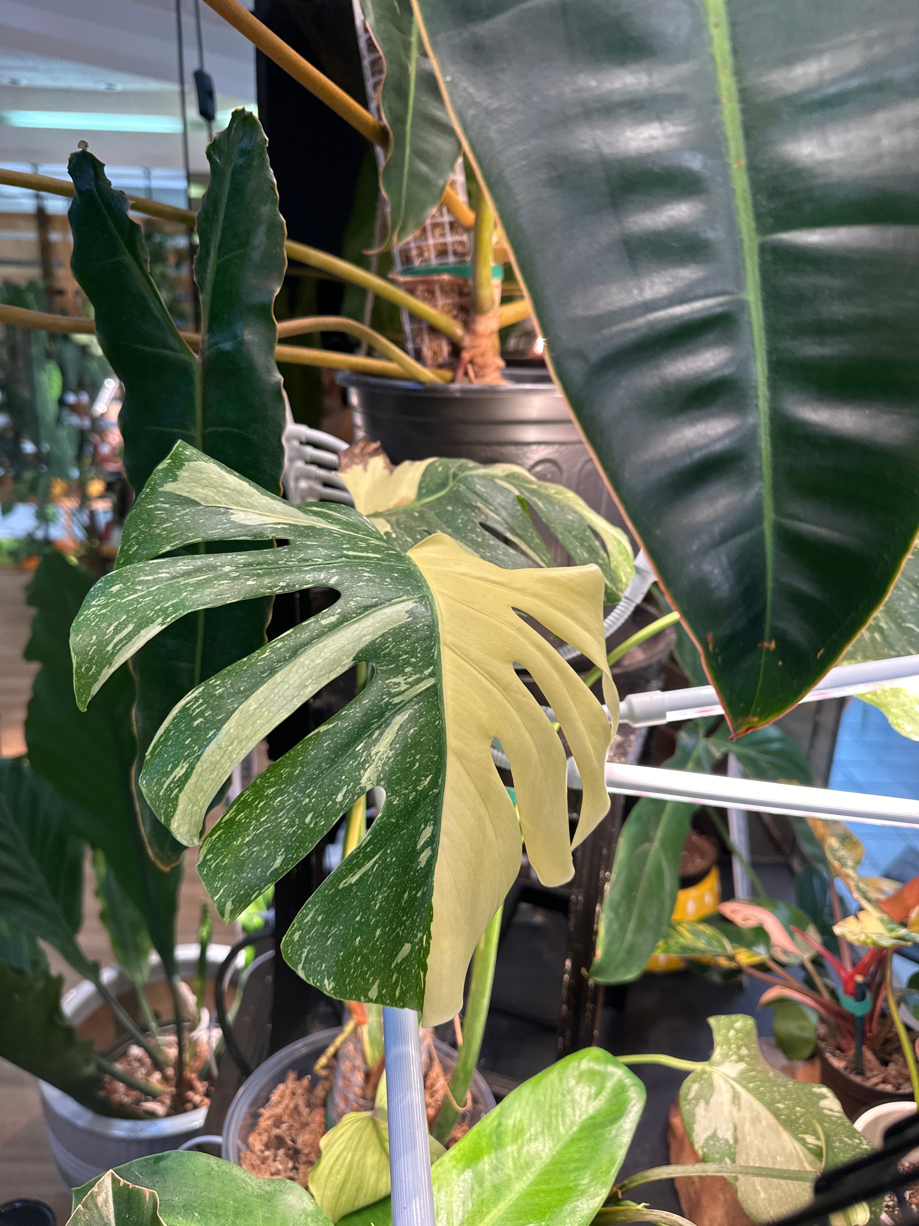 Monstera deliciosa ‘Creme Brûlée ‘