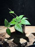 Hoya ‘Black Margin’ – Dark‑Edged Wax Plant