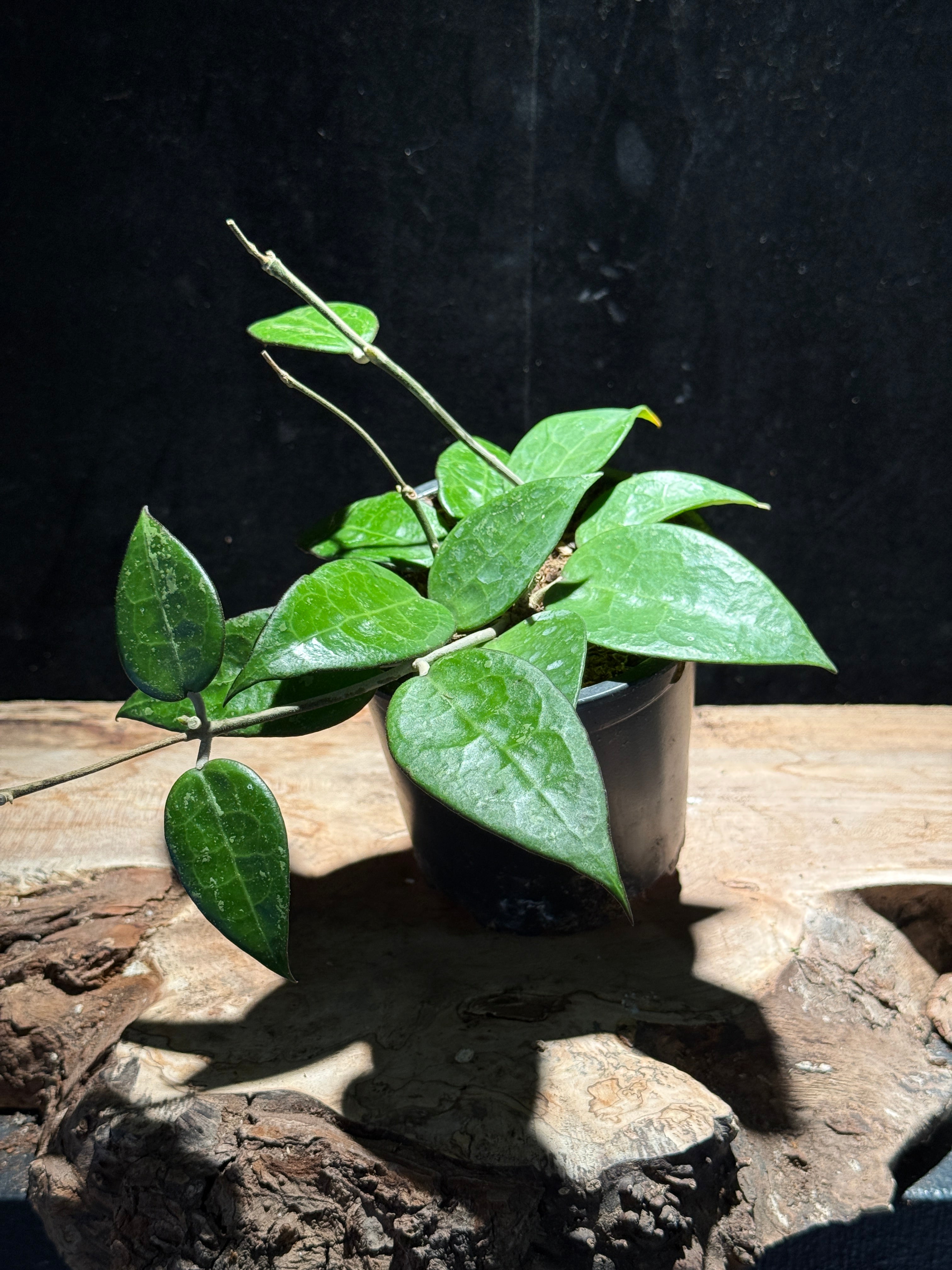 Hoya ‘Black Margin’ – Dark‑Edged Wax Plant