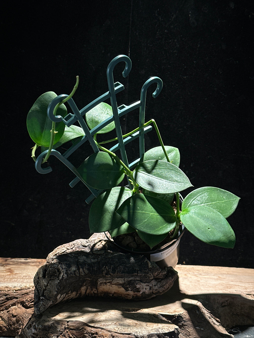 Hoya parasitica x pachyclada