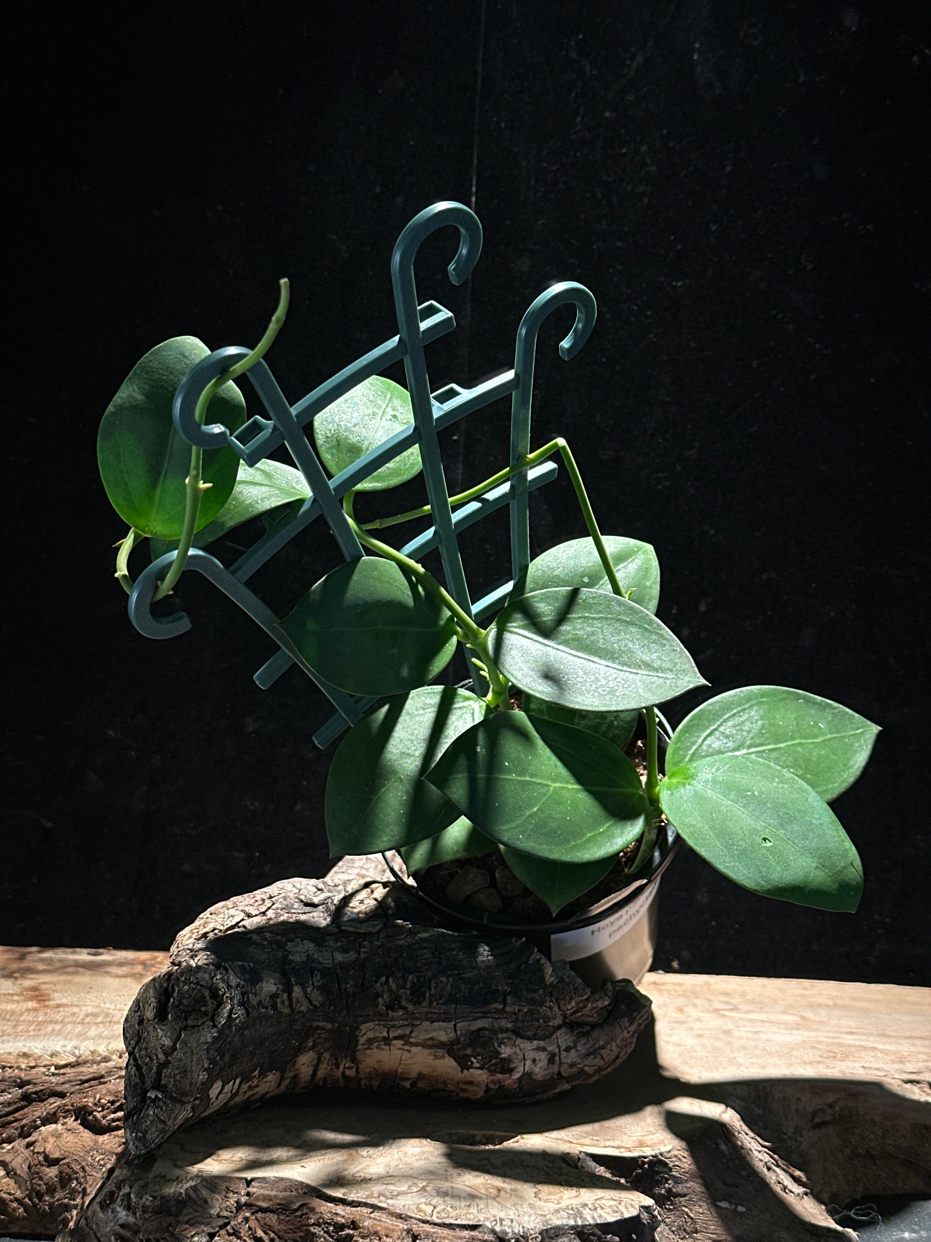 Hoya parasitica x pachyclada