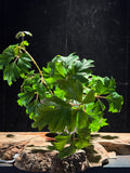 English Ivy ‘Danish Ivy’ – Hedera helix – Easy Trailing Houseplant