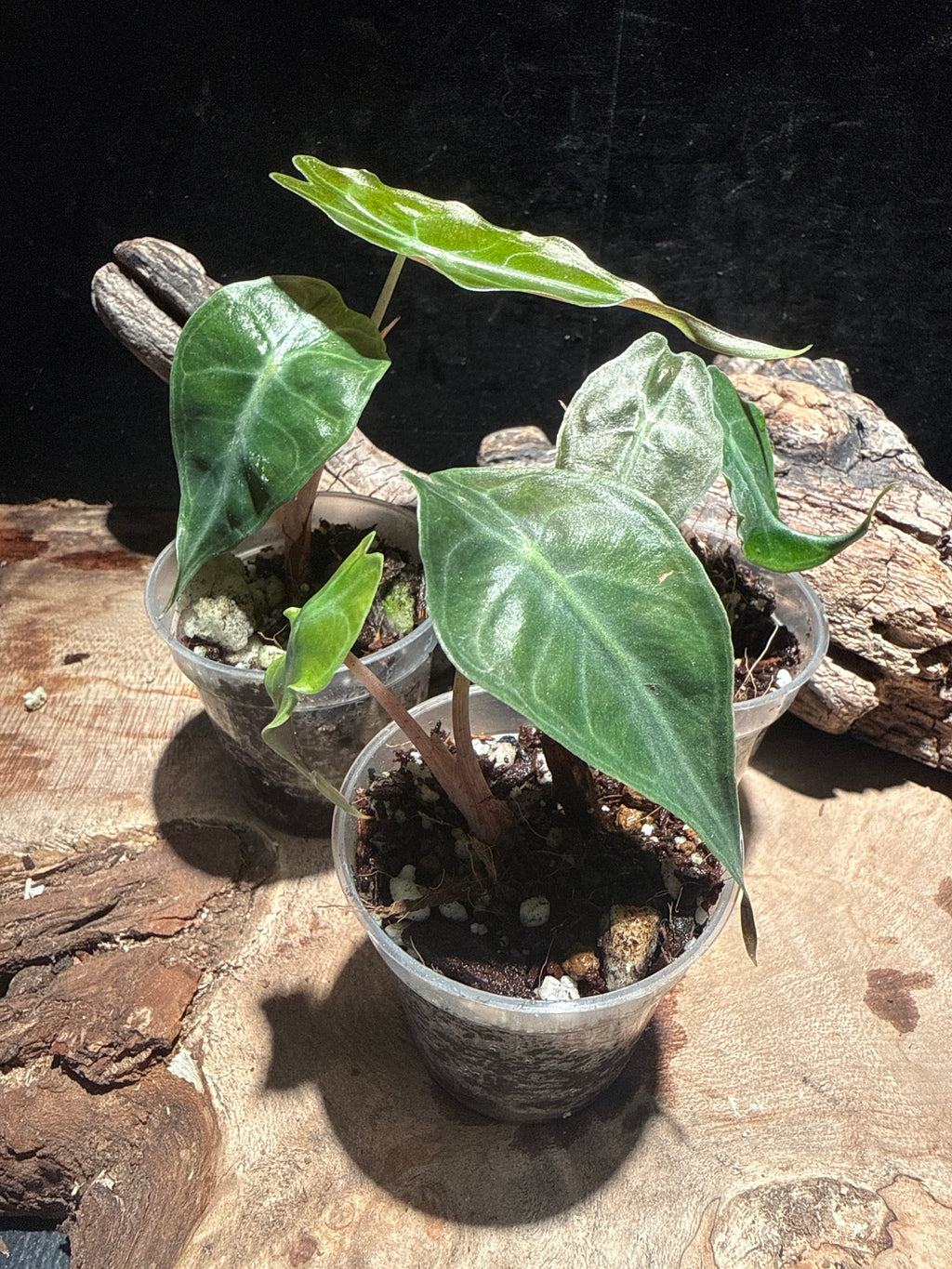 Alocasia 'Venom' (Rare Jewel Alocasia)