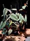Cissus javana “Discolor” | Rex Begonia Vine