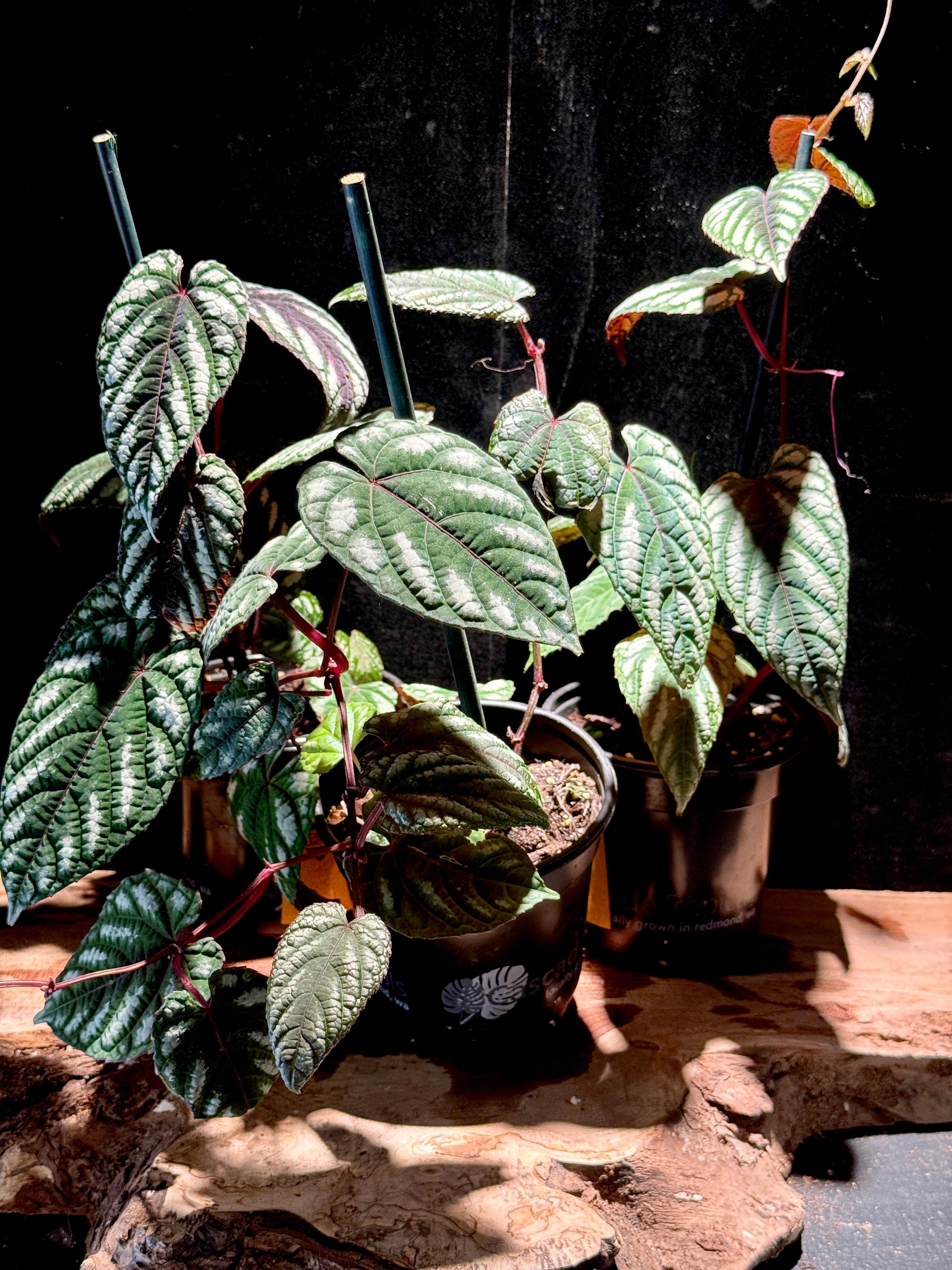Cissus javana “Discolor” | Rex Begonia Vine