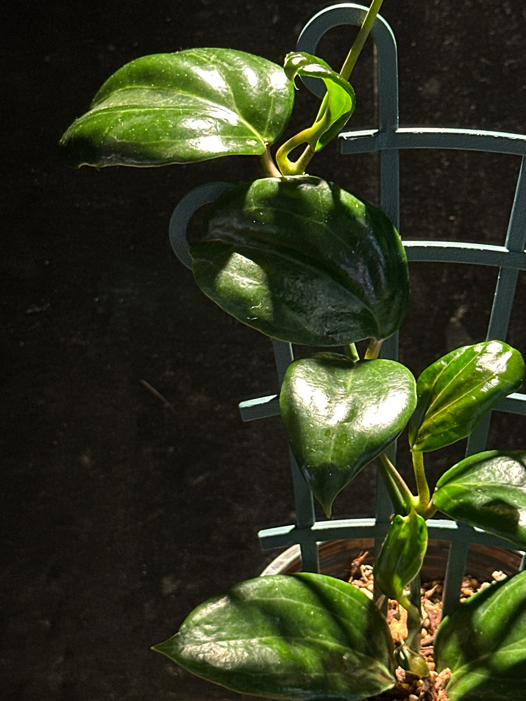 Hoya quinquenervia 'Little Plu'