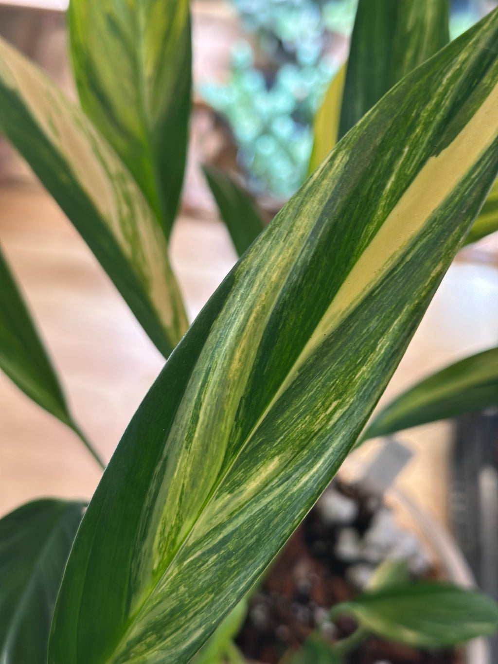 Epipremnum amplissimum ‘Aurea’ – Gold Variegated Amplissimum