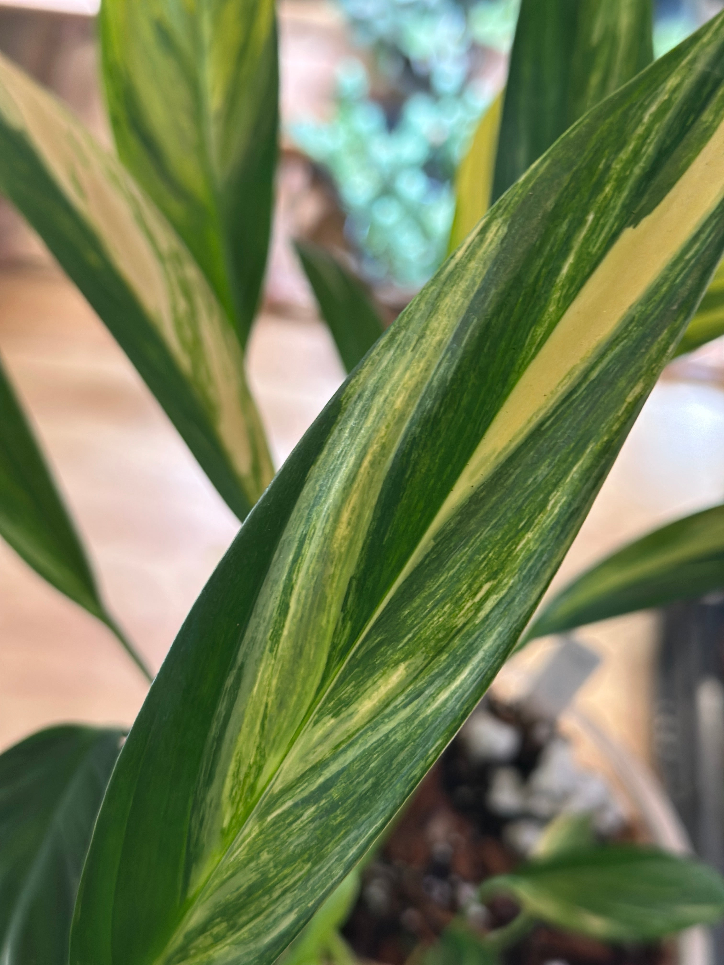 Epipremnum amplissimum ‘Aurea’ – Gold Variegated Amplissimum
