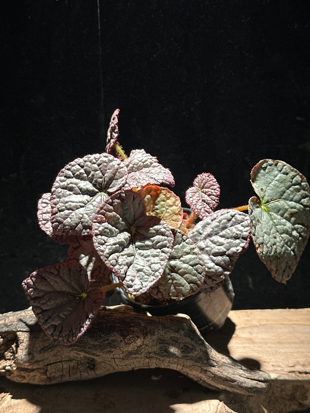 Begonia 'Chayo' 4"