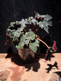 Begonia ‘Black Mamba’ Rex Begonia