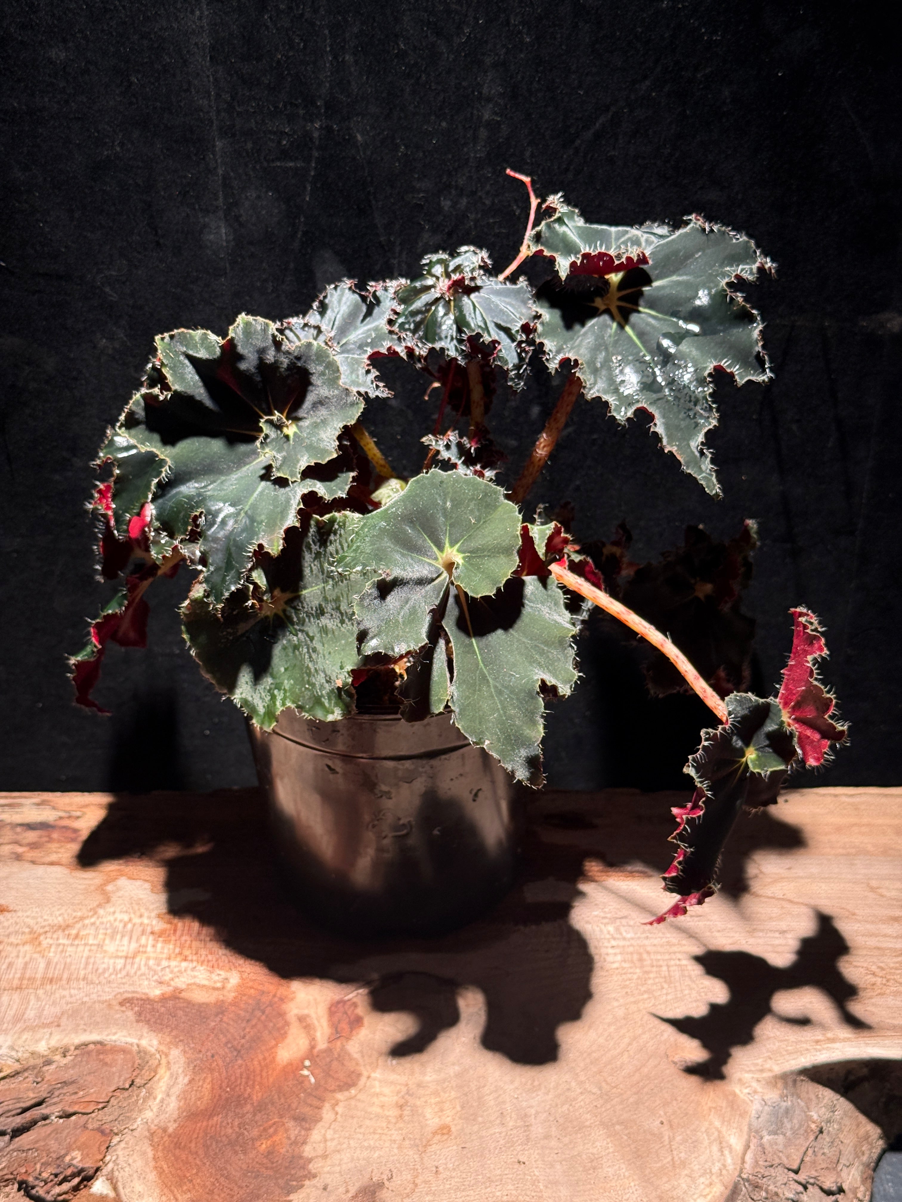 Begonia ‘Black Mamba’ Rex Begonia