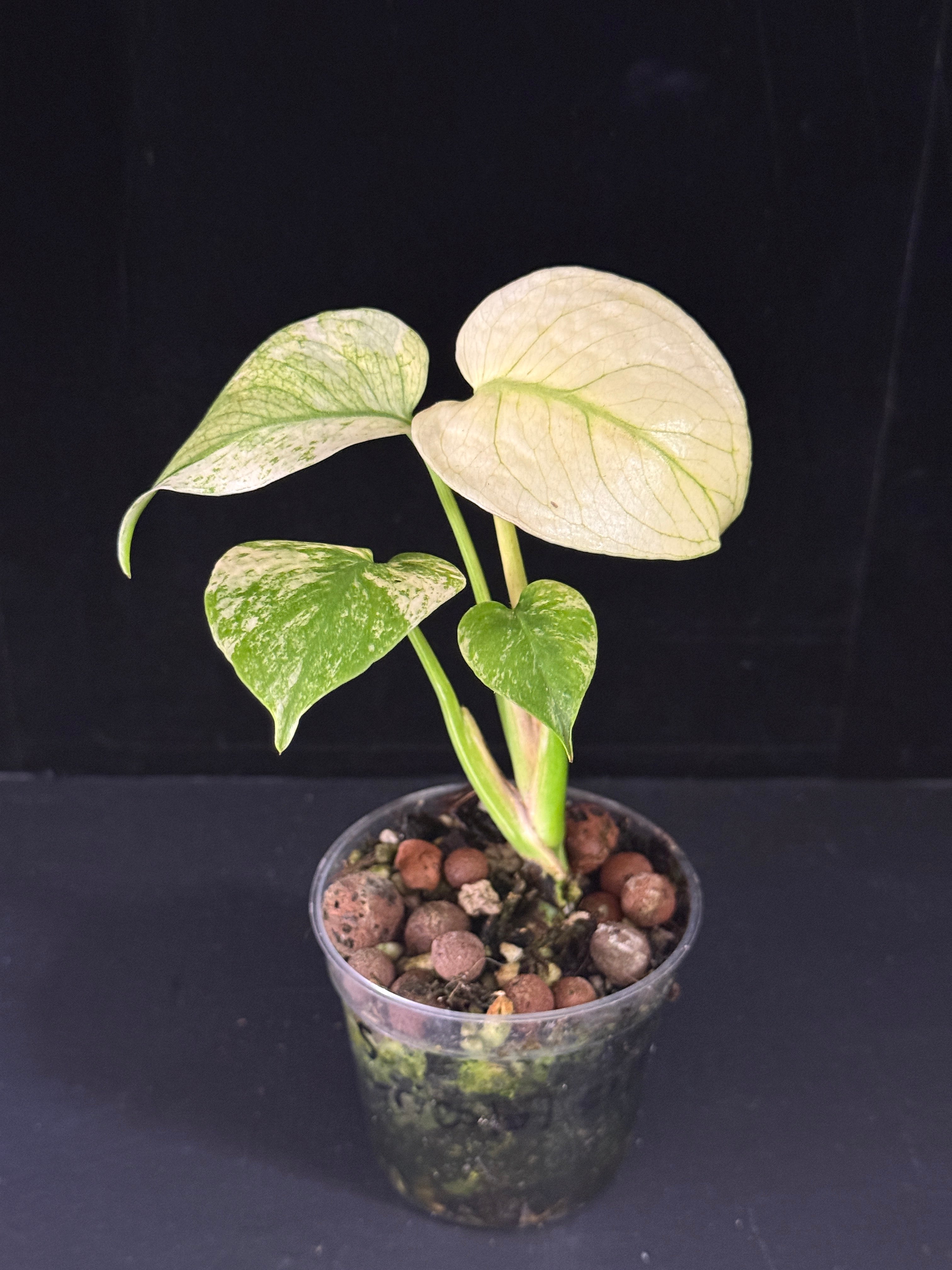 Monstera White Monster