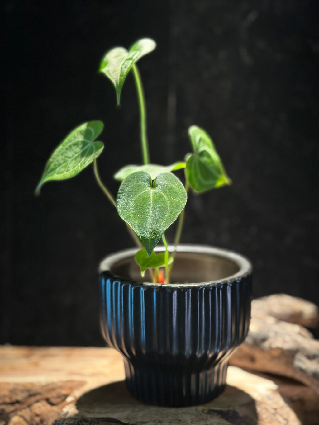 Anthurium King of Clarinervium