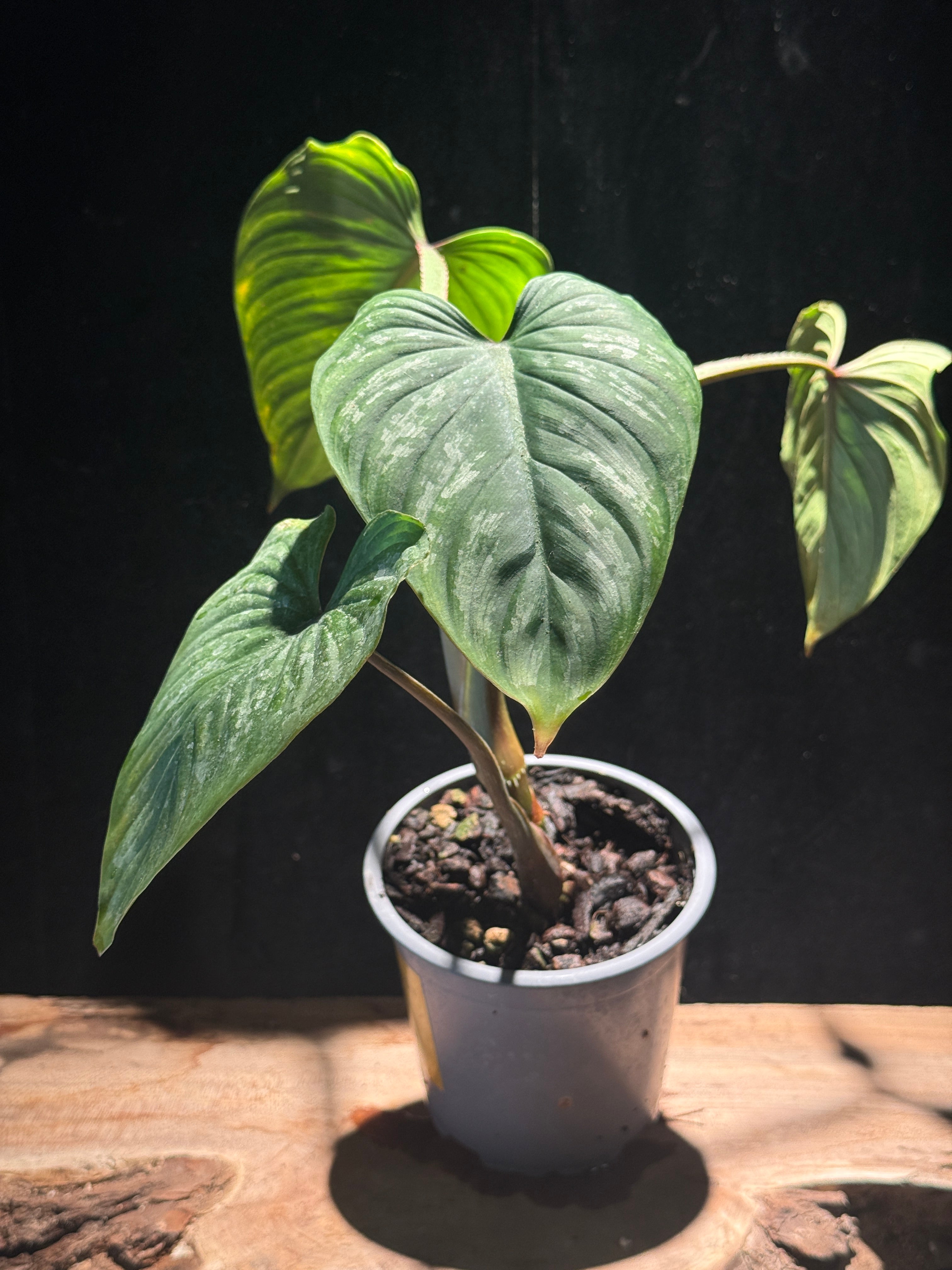 Philodendron mamei | Silver Variegated Rare Houseplant