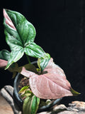Syngonium Podophyllum ‘Red Spot Tricolor’