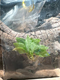 Philodendron Gloriosum Type 3 'Snow Leopard' – Variegated Tissue Culture (In Vitro)