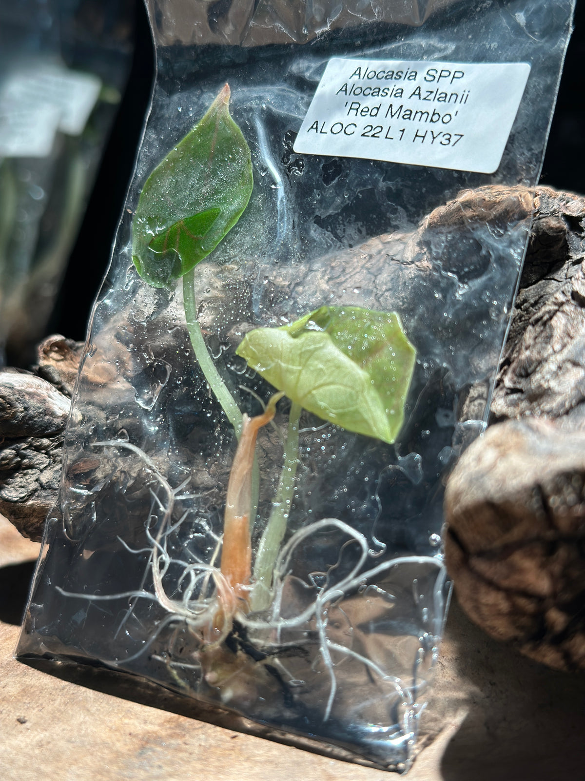 Alocasia “Red Mambo” TC Rare Jewel Alocasia Tissue Culture