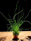 Juncus effusus ‘Spiralis’ Corkscrew Rush