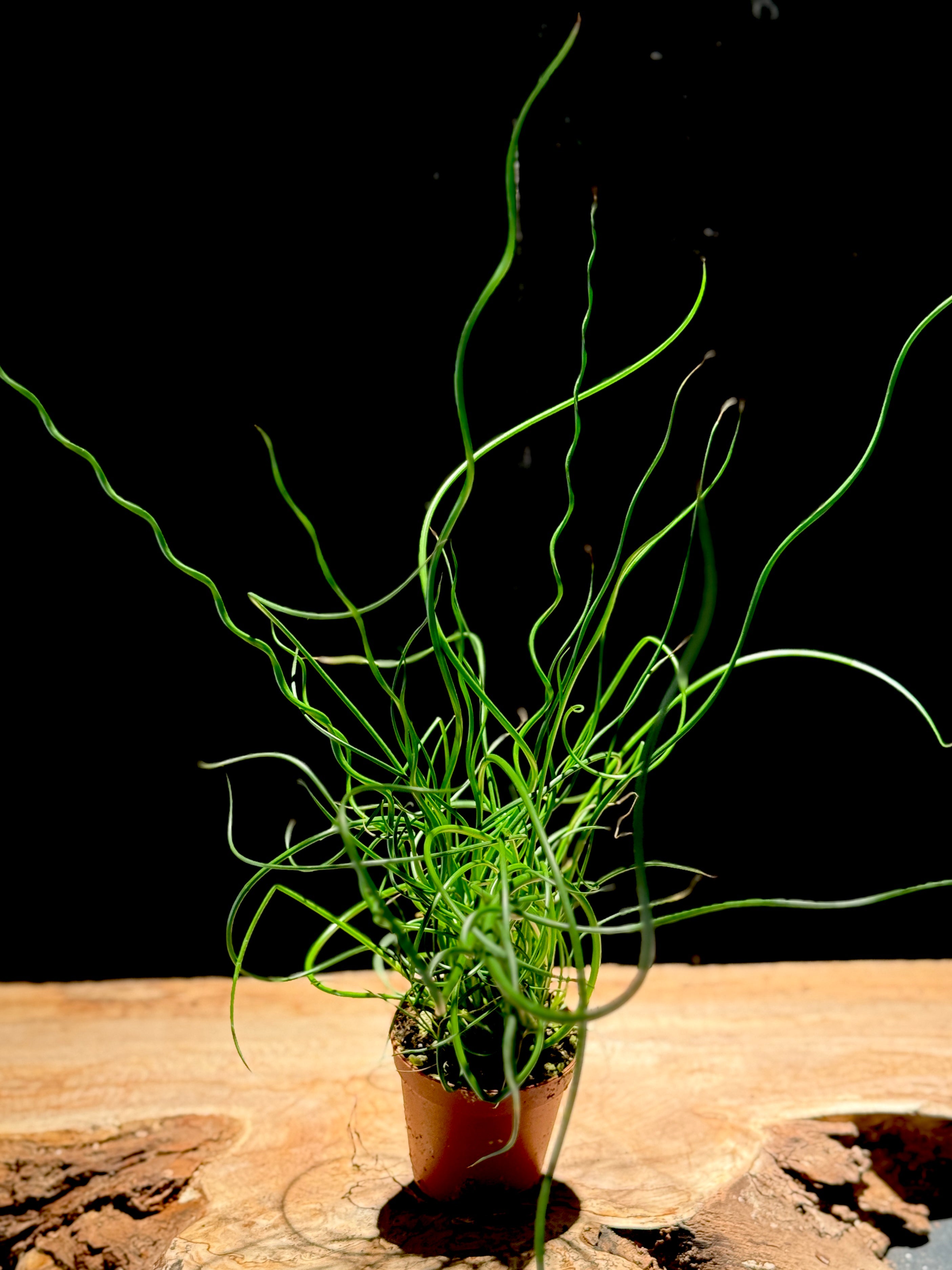 Juncus effusus ‘Spiralis’ Corkscrew Rush
