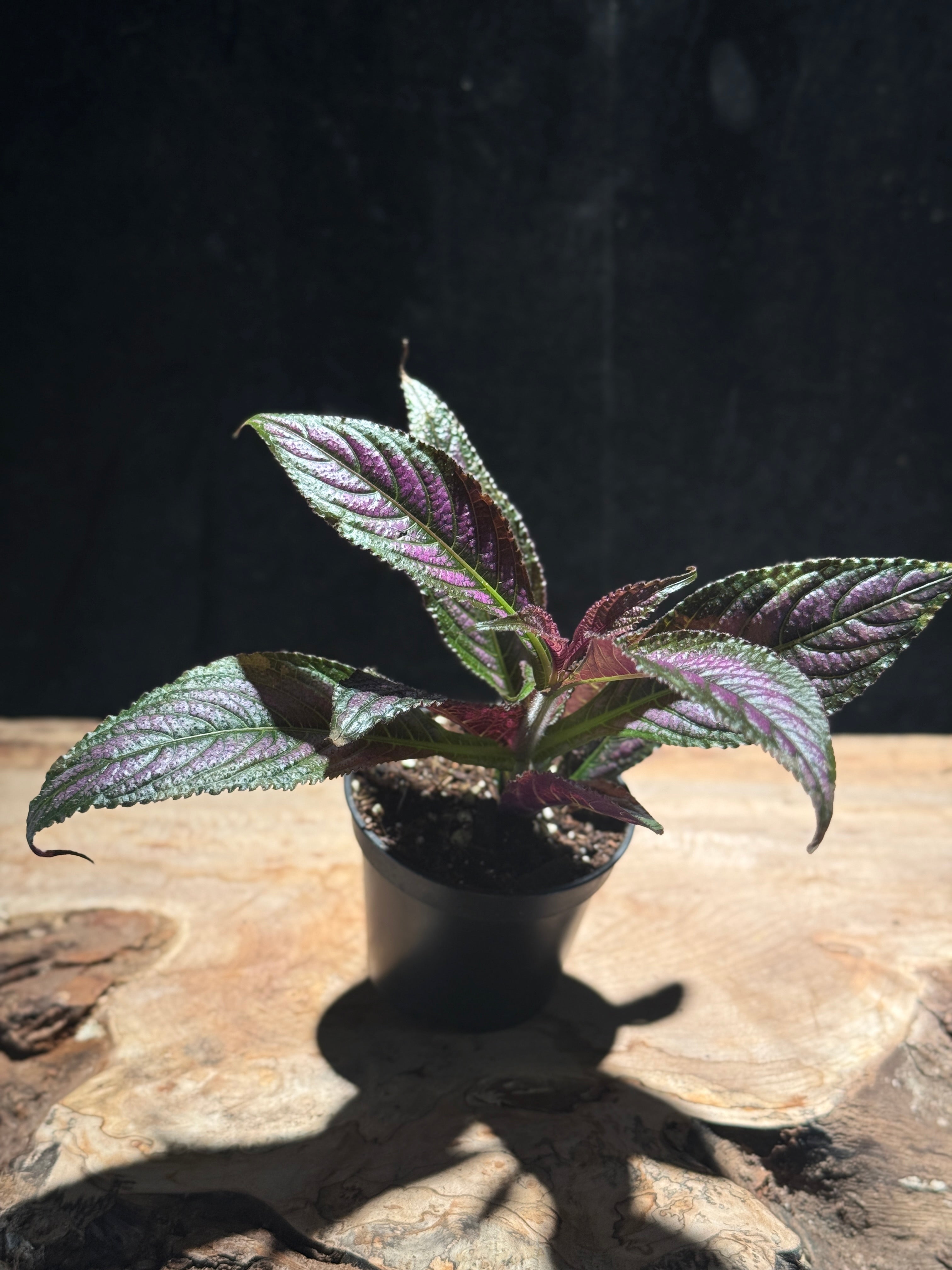 Persian Shield Plant Strobilanthes dyerianus