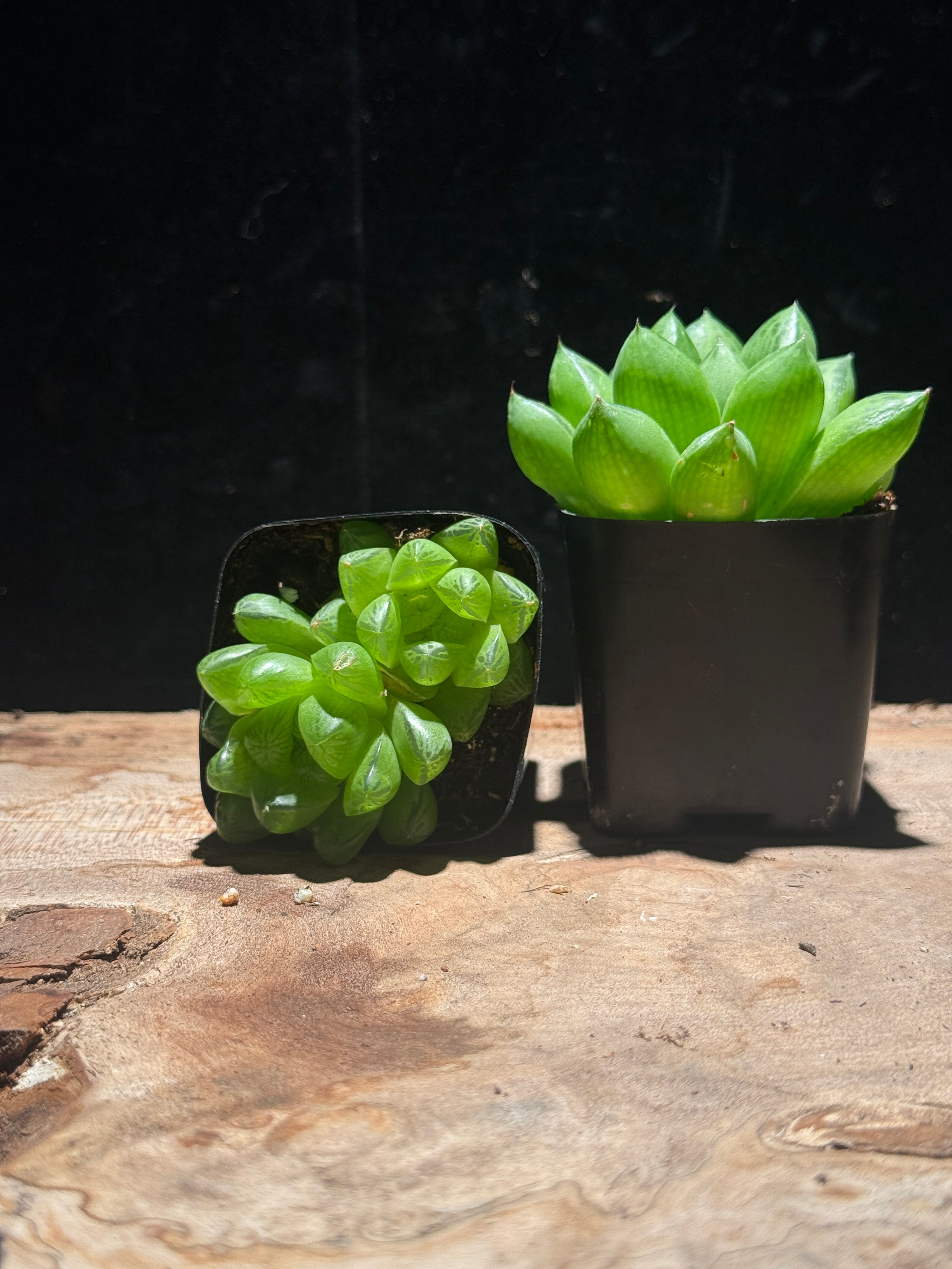 Haworthia cymbiformis “Cathedral Window” – Easy-Care Low Light Succulent