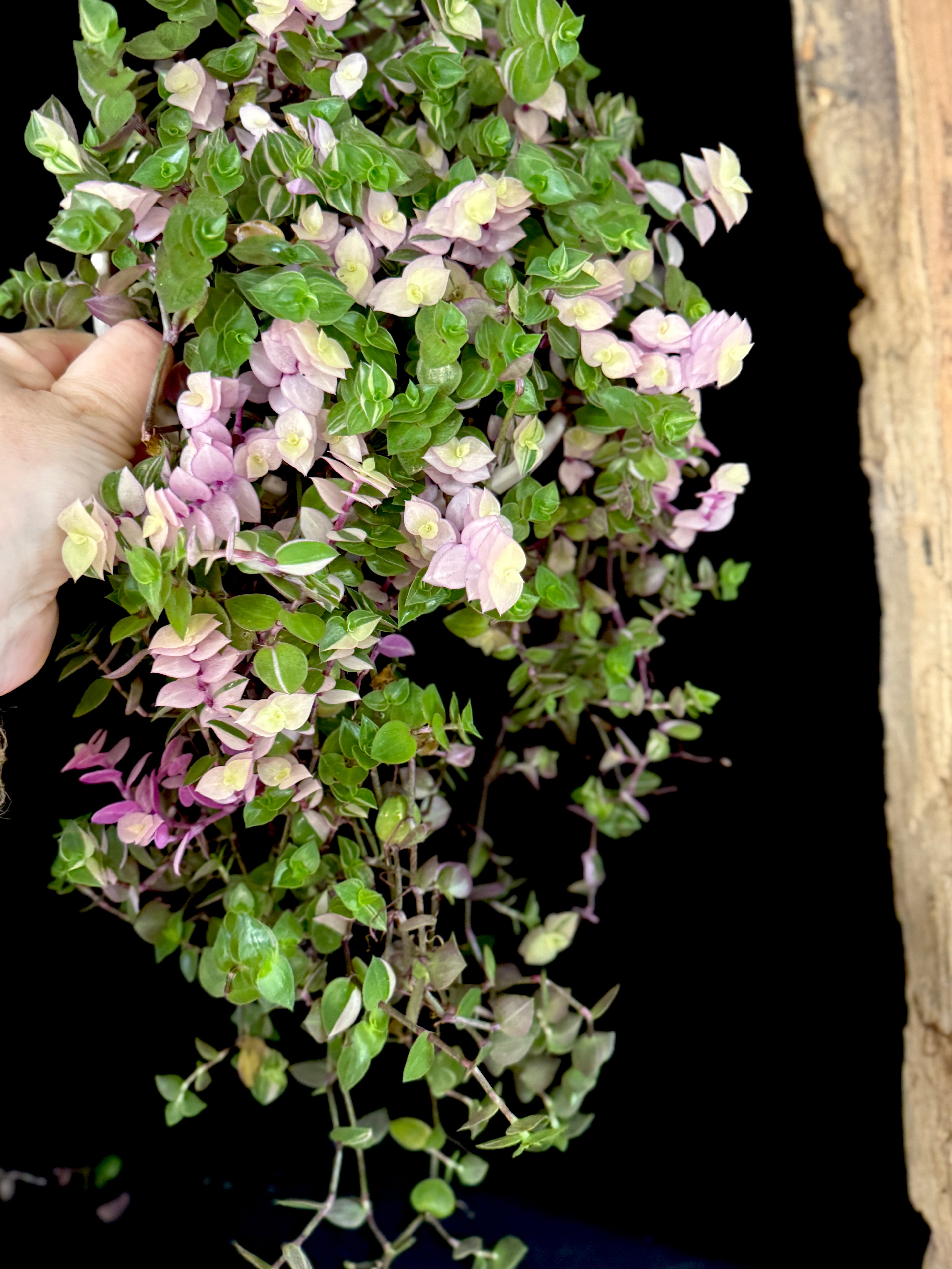Callisia Repens