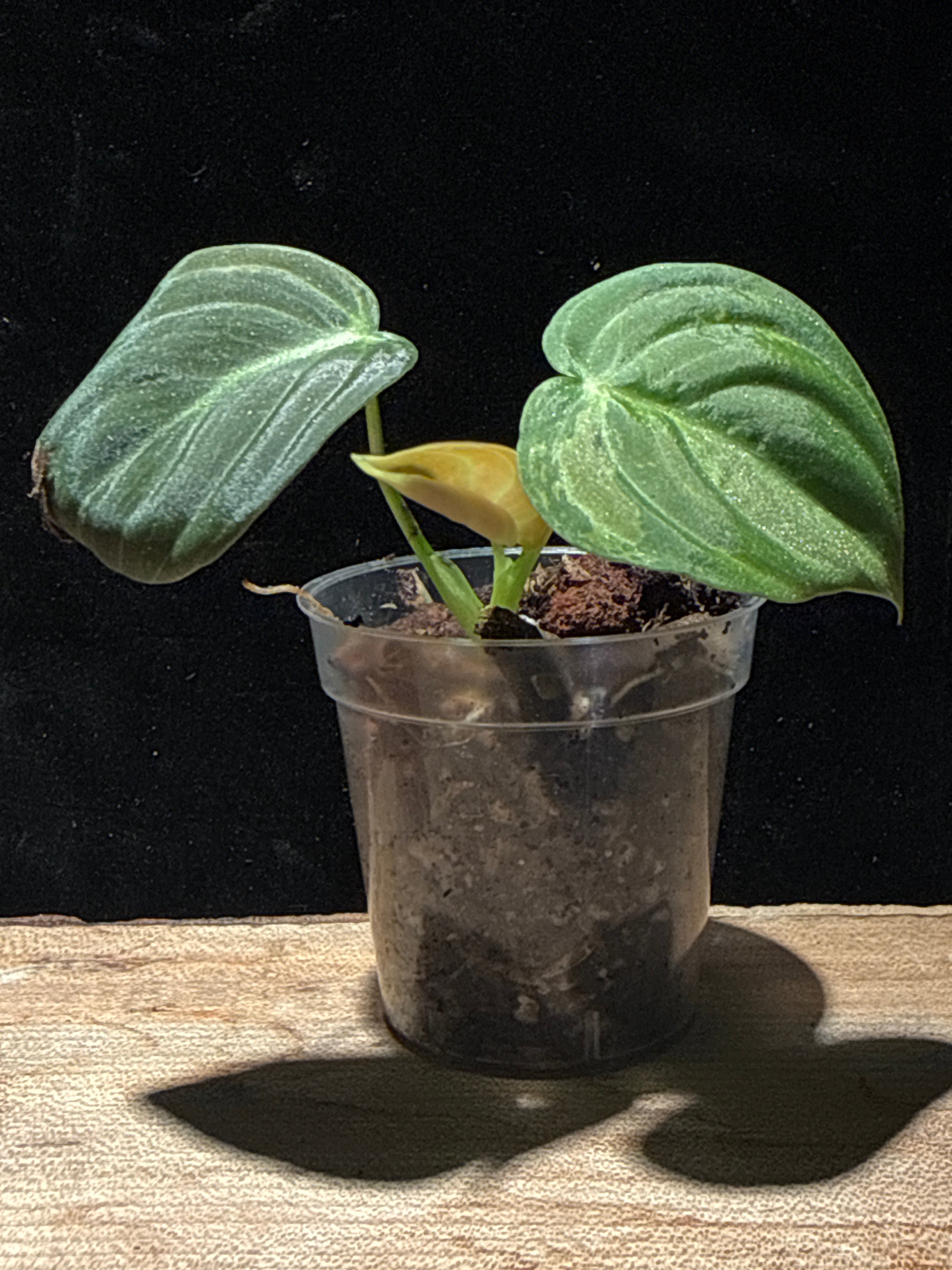 Philodendron Melanochrysum Variegated