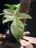 Philodendron ‘Florida Ghost Mint’