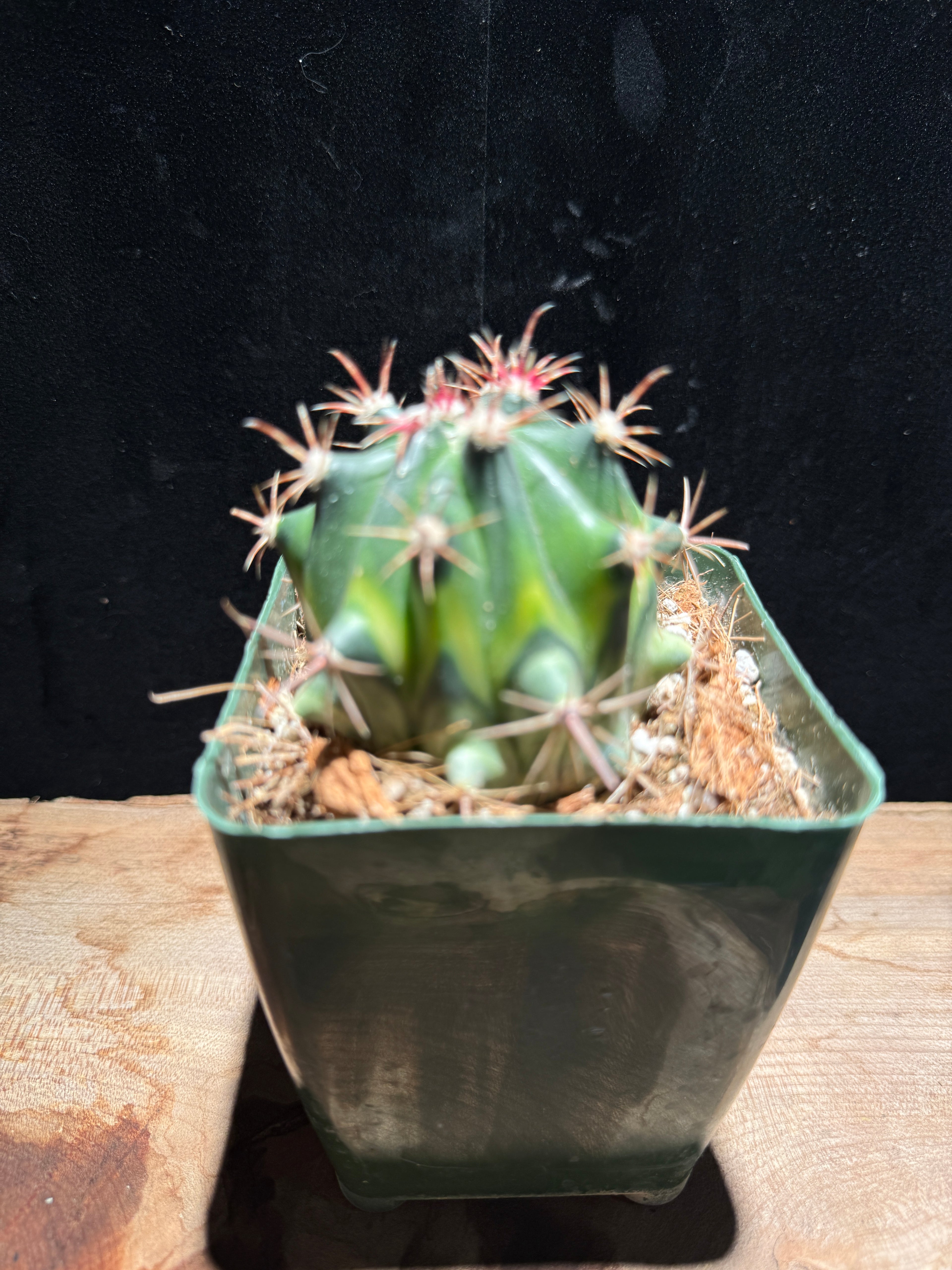 Variegated Fire Barrel Cactus – Ferocactus (Variegated Form)