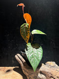 Piper ornatum | Celebes Pepper Vine with Silver-Pink Veined Leaves