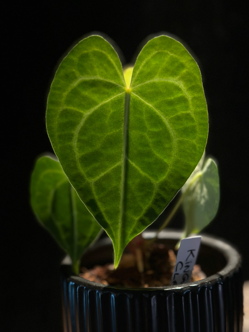 Anthurium King of Clarinervium