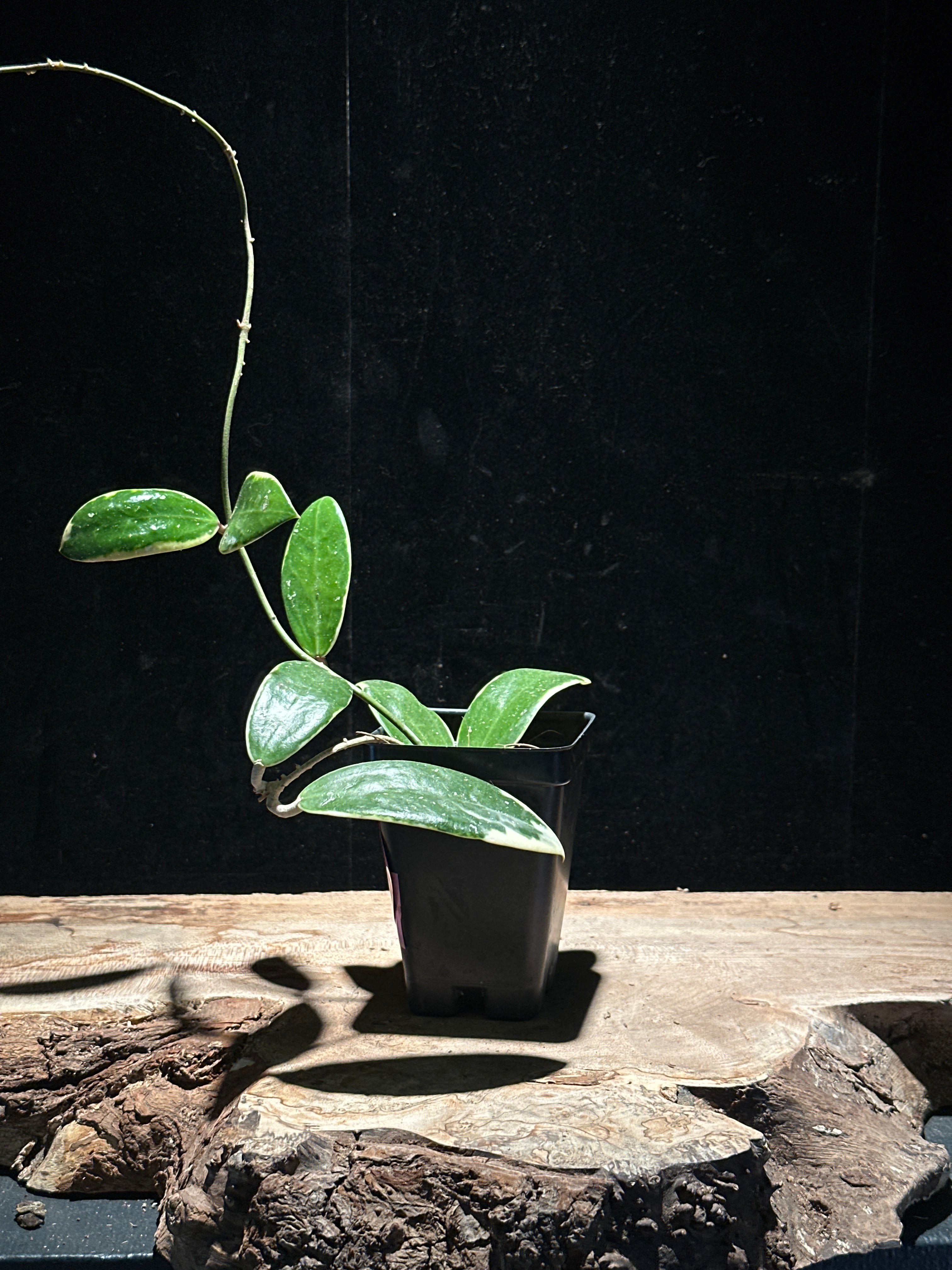 Hoya Verticillata Albomarginata