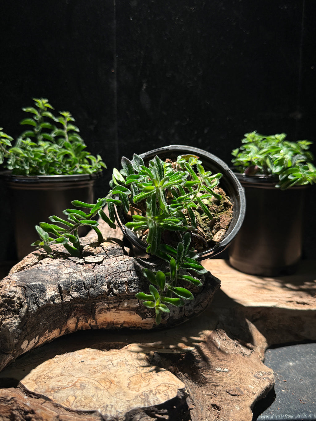 Aeschynanthus ‘Rasta’ Lipstick Plant – Curly Vining Houseplant