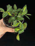 Hoya DS-70