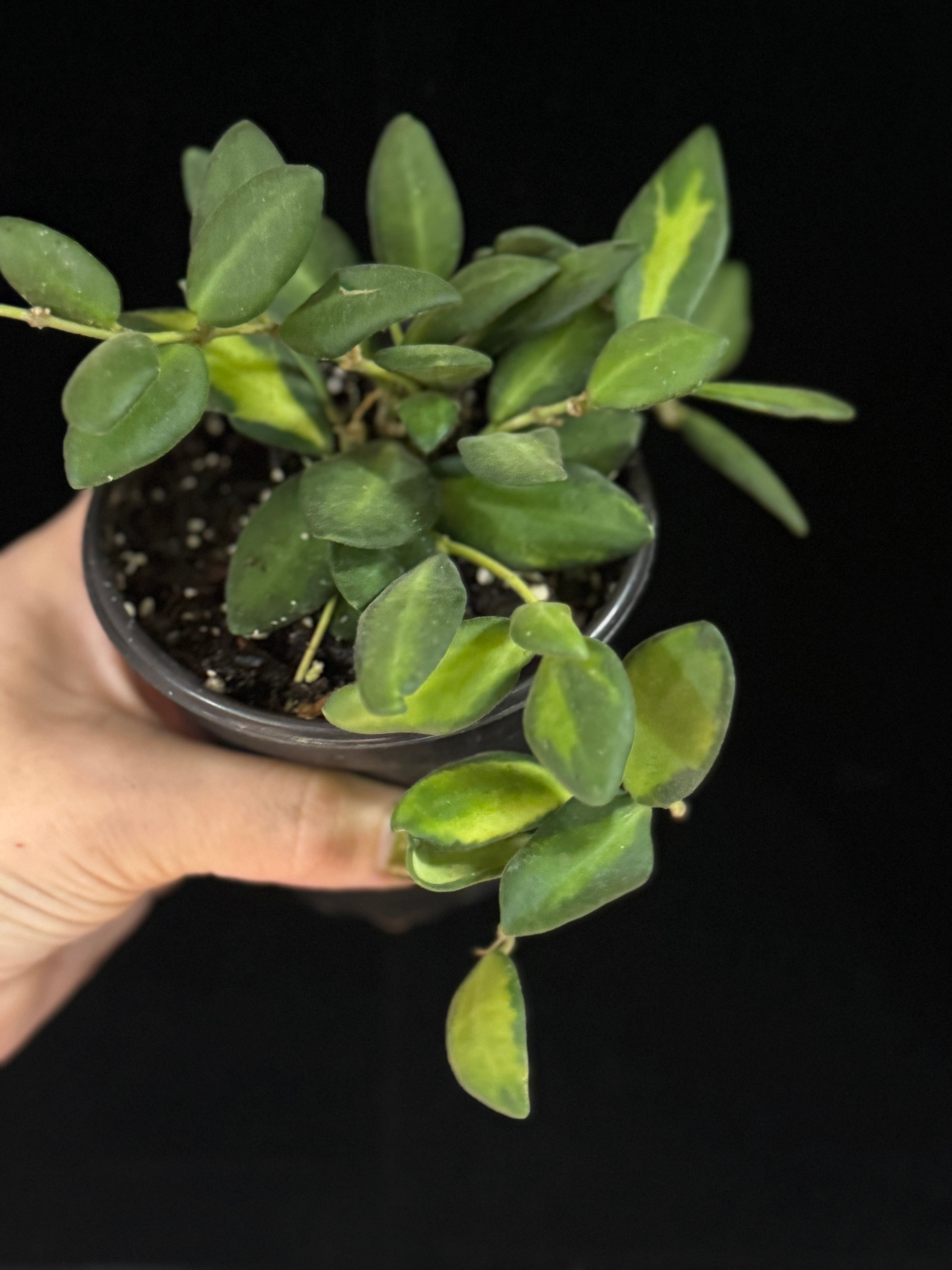 Hoya DS-70