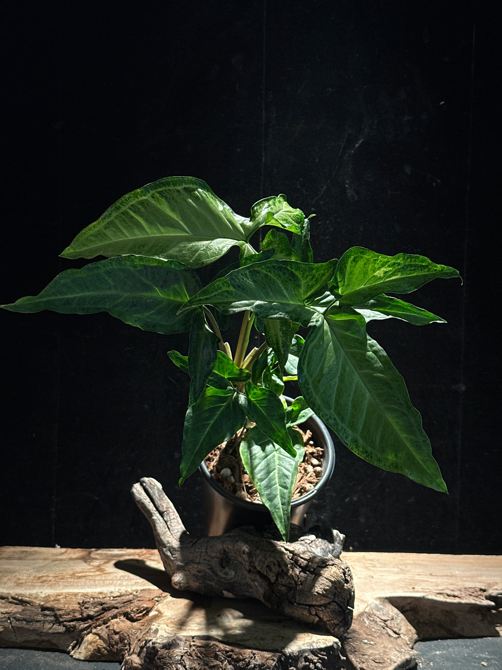 Syngonium angustatum