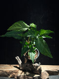 Syngonium angustatum