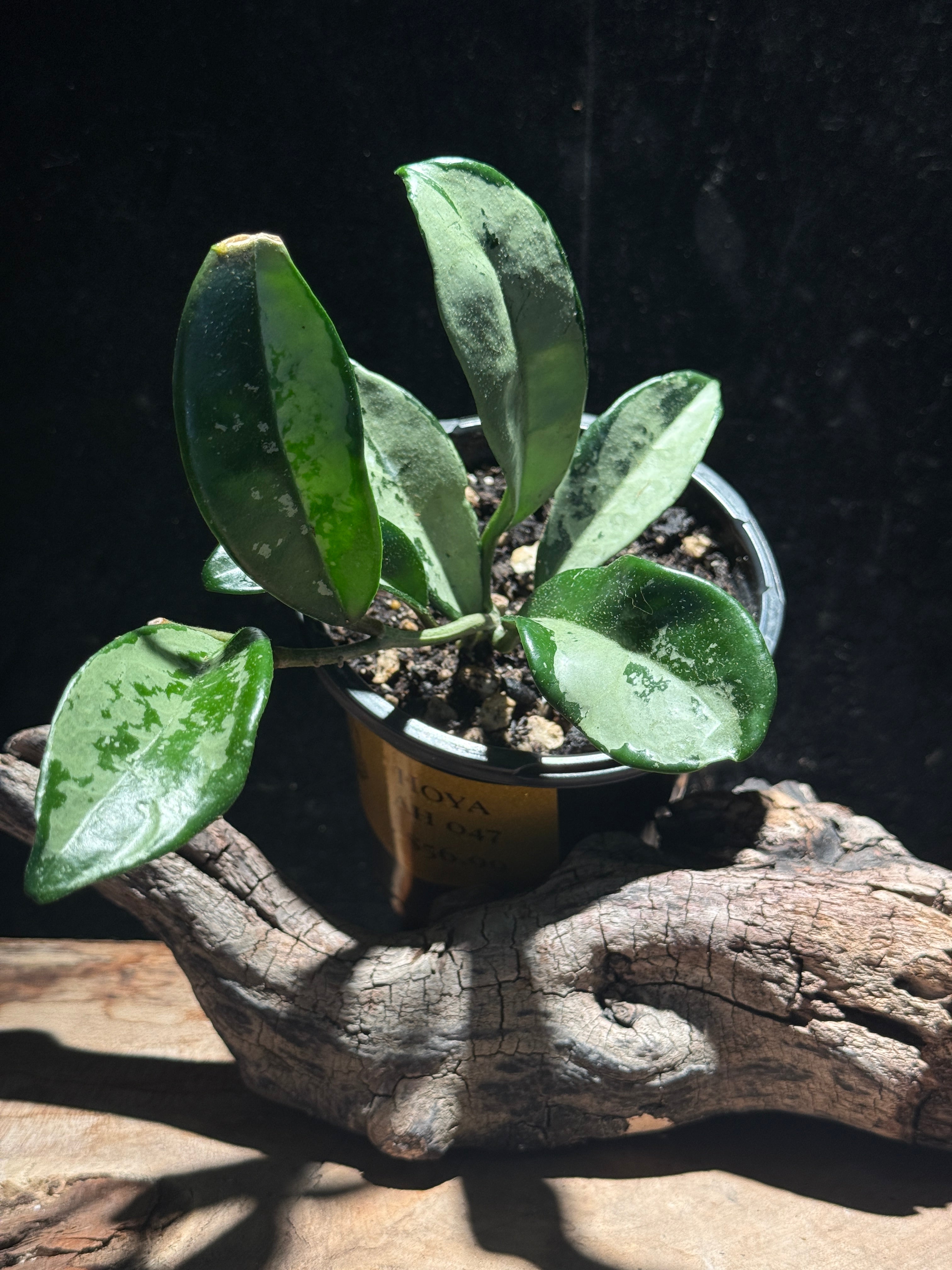 Hoya AH047 Silver Moon | Rare Silver Hoya Wax Plant – The