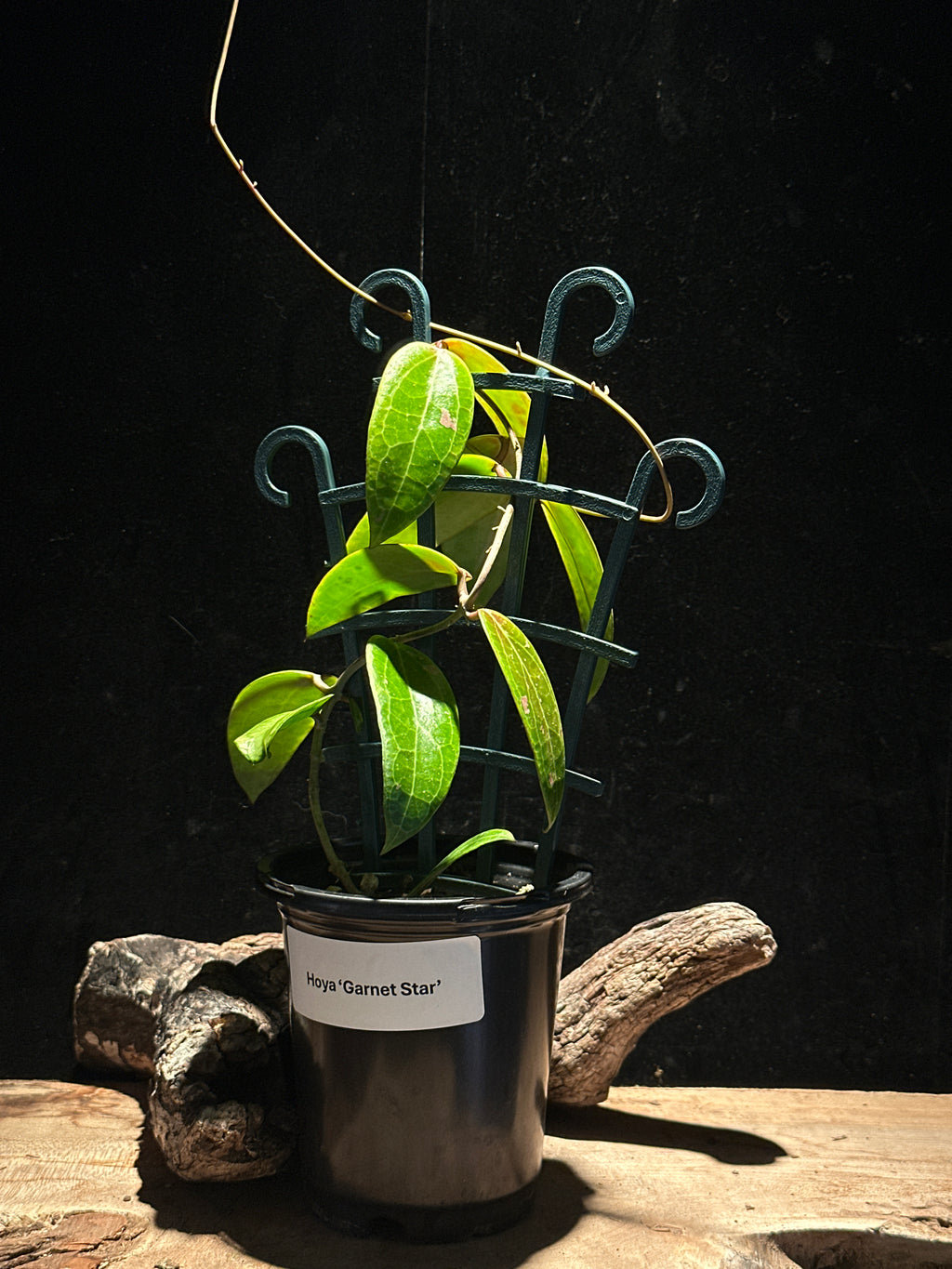 Hoya ‘Garnet Star’
