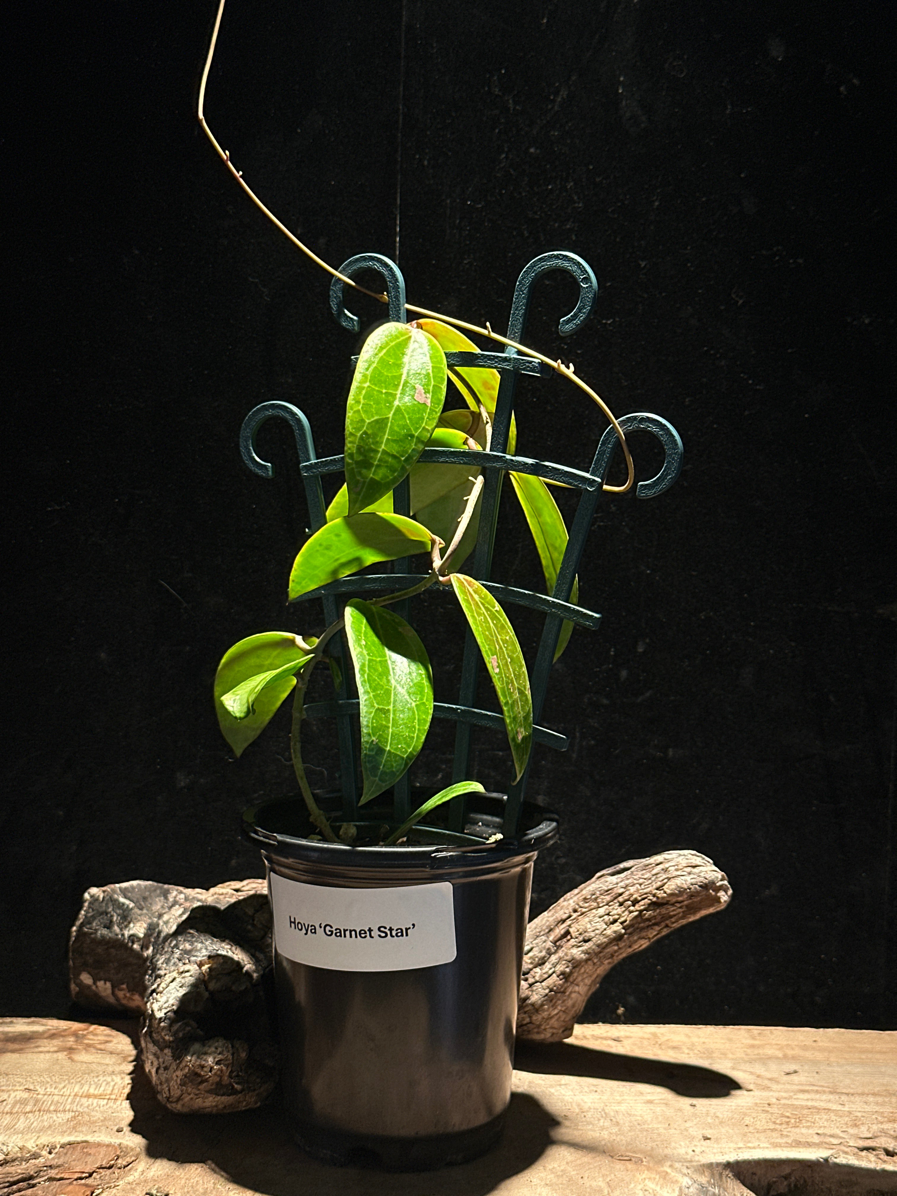 Hoya ‘Garnet Star’