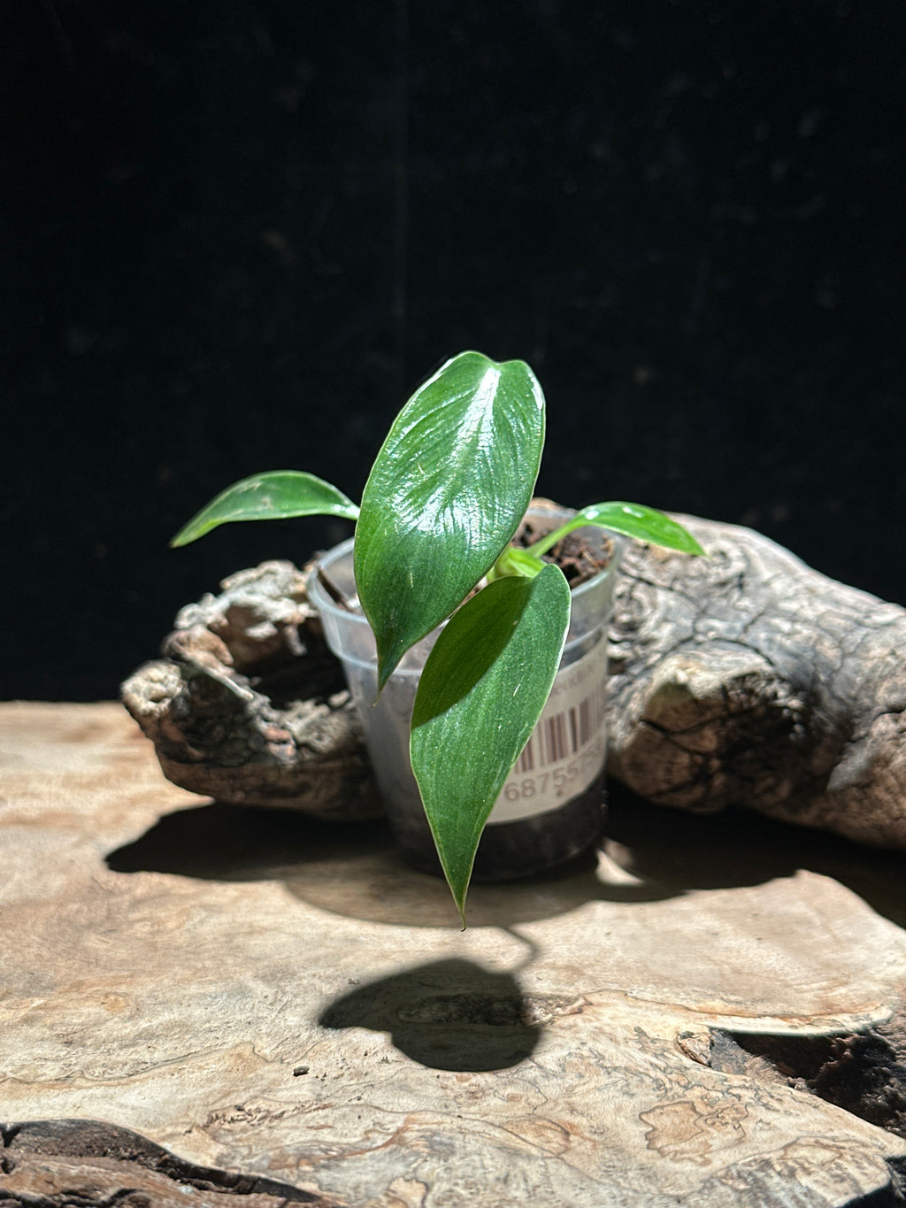 Philodendron Spiritus Sancti- Holy Grail Philodendron
